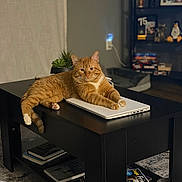 Cotton joined the competition — help win amazing prizes! cat, ginger_cat, laptop, coffee_table, books, indoor, living_room, plant, shelf, decor, pet, feline, relaxed, orange_fur, table, home, cozy, resting, household, fur
