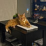cat, ginger_cat, laptop, coffee_table, books, indoor, living_room, plant, shelf, decor, pet, feline, relaxed, orange_fur, table, home, cozy, resting, household, fur