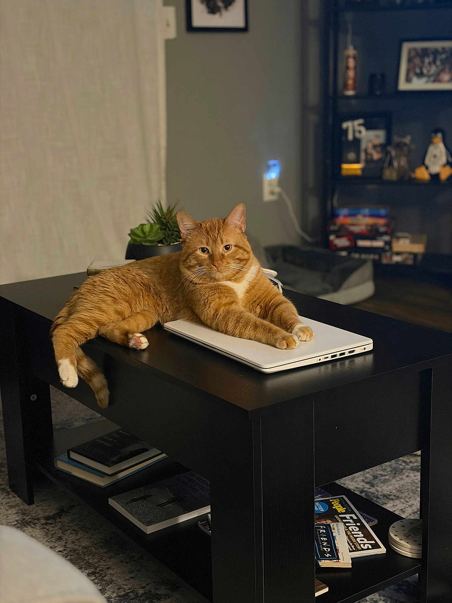 Cotton joined the competition — help win amazing prizes! cat, ginger_cat, laptop, coffee_table, books, indoor, living_room, plant, shelf, decor, pet, feline, relaxed, orange_fur, table, home, cozy, resting, household, fur