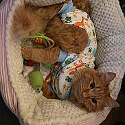 Snuggles is registered to the contest to win money with this photo: cat, orange_cat, pet_bed, plush_bed, toy, cat_toy, animal_print, onesie, cozy, fluffy, indoor, cute, relaxed, fur, whiskers, paws, sleepy, comfort, pet, mammal