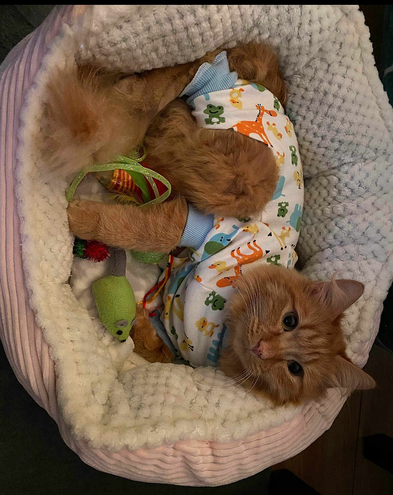Snuggles is registered to the contest to win money with this photo: cat, orange_cat, pet_bed, plush_bed, toy, cat_toy, animal_print, onesie, cozy, fluffy, indoor, cute, relaxed, fur, whiskers, paws, sleepy, comfort, pet, mammal