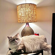 Kiki is registered to the contest to win money with this photo: cat, fluffy_cat, lamp, lampshade, table, stool, soda_can, indoor, soft_lighting, fur, relaxed, pet, home, decor, shadow, patterned_lamp, cozy, portrait, white_wall, furniture