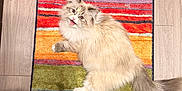 Kiki joined the competition — help win amazing prizes! cat, fluffy_cat, long_fur, ragdoll_like, colorful_rug, striped_rug, hardwood_floor, indoor, pet, looking_up, meowing, whiskers, tail, paws, shoes, owner_feet, playful, cute, domestic_animal, portrait