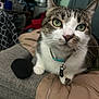 Libby is registered to the contest to win money with this photo: bell, cat, close_up, collar, cozy, curious, domestic, ears, face, feline, furniture, green_eyes, indoor, jacket, pet, sitting, tabby, tag, whiskers, white