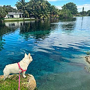 Bell is registered to the contest to win money with this photo: dog, white_dog, harness, leash, rock, lake, water, reflection, trees, grass, sky, clouds, house, residential, nature, outdoor, pond, greenery, calm, daytime