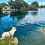 dog, white_dog, harness, leash, rock, lake, water, reflection, trees, grass, sky, clouds, house, residential, nature, outdoor, pond, greenery, calm, daytime
