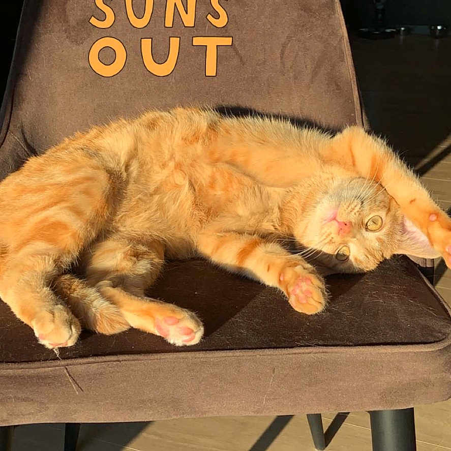 Simba participe au concours pour gagner de l'argent avec cette photo : abyssinian, animal, armchair, canine, cat, chair, couch, cushion, furniture, homedecor, indoors, interiordesign, kitten, manx, person, pet, plywood, sleeping, table, wood