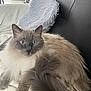 cat, fluffy, blue_eyes, couch, pillow, blanket, indoor, pet, feline, relaxed, fur, tail, living_room, cozy, home, cute, animal, domestic, comfort, resting
