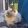 cat, fluffy_cat, blue_eyes, cushion, sunlight, outdoor, garden, plants, yellow_container, blue_pillow, relaxing, pet, animal, feline, fur, whiskers, domestic_cat, closeup, resting, cozy
