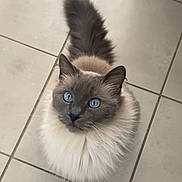 Azur participe au concours pour gagner de l'argent avec cette photo : cat, blue_eyes, fluffy, fur, tail, looking_up, pet, animal, indoor, tile_floor, cute, domestic_cat, whiskers, ears, feline, soft, adorable, mammal, sitting, close_up