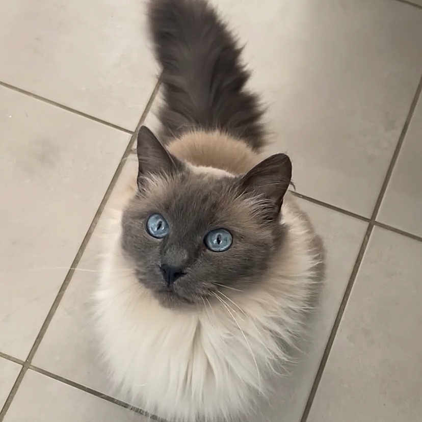 Azur participe au concours pour gagner de l'argent avec cette photo : adorable, animal, blue_eyes, cat, close_up, cute, domestic_cat, ears, feline, fluffy, fur, indoor, looking_up, mammal, pet, sitting, soft, tail, tile_floor, whiskers
