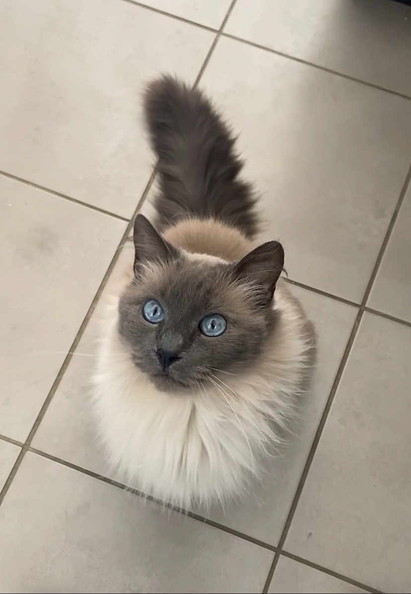 Azur