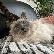 Azur participe au concours pour gagner de l'argent avec cette photo : cat, fluffy, pet, indoor, blanket, striped_blanket, black_couch, plant, green_plant, relaxed, furry, cozy, fur, animal, cute, looking_up, whiskers, ears, face, home