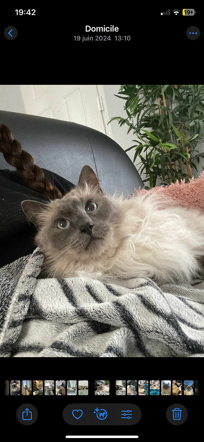 Azur participe au concours pour gagner de l'argent avec cette photo : cat, fluffy, pet, indoor, blanket, striped_blanket, black_couch, plant, green_plant, relaxed, furry, cozy, fur, animal, cute, looking_up, whiskers, ears, face, home