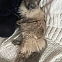Azur a rejoint le concours — aidez-le/la à gagner de superbes lots ! cat, fluffy, long_hair, blue_eyes, curious, lying_down, blanket, knitted, cozy, indoor, pet, feline, relaxed, soft_texture, tail, paw, comfort, resting, neutral_colors, household