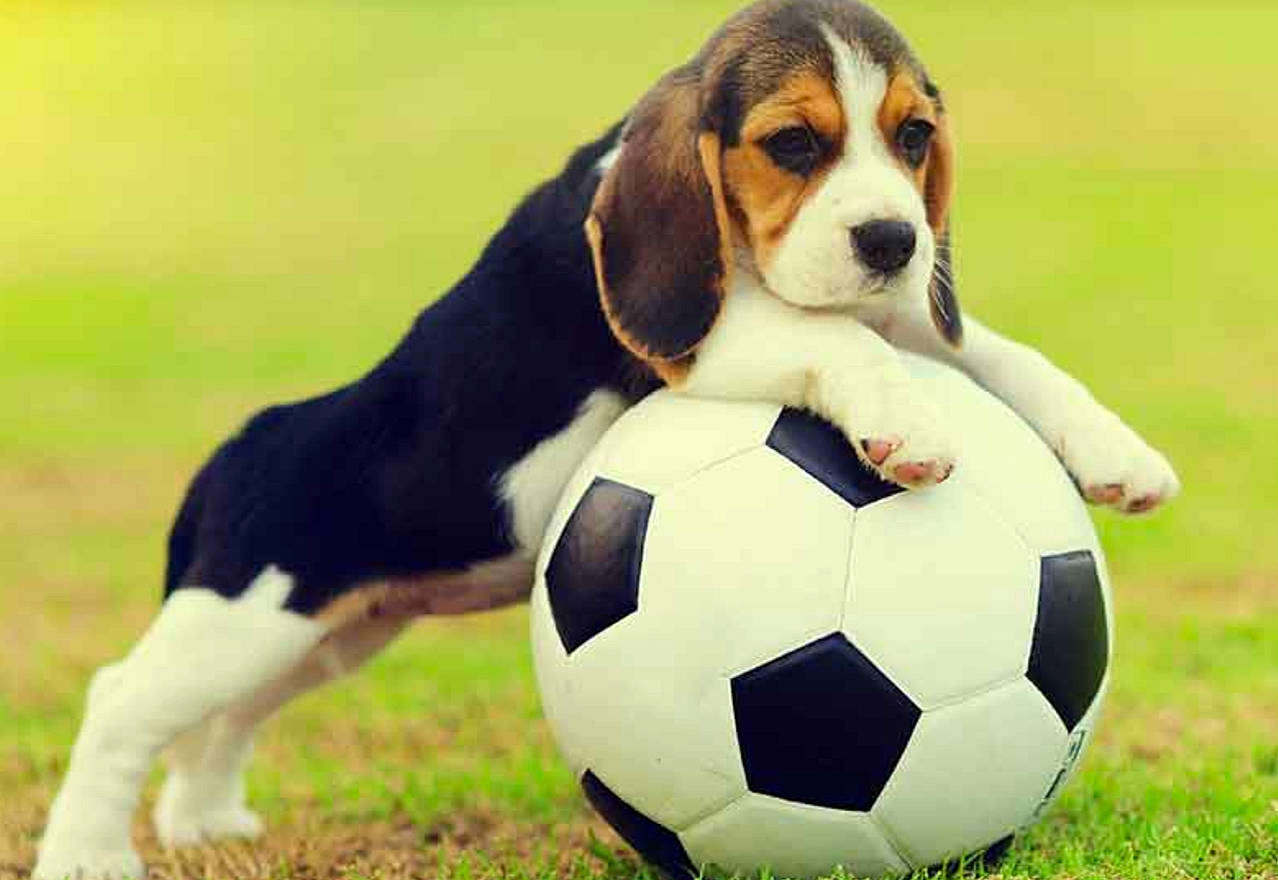 Angle is registered to the contest to win money with this photo: artois_hound, basset_artesien_normand, basset_hound, beagle, beagle_harrier, canidae, carnivore, companion_dog, dog, dog_breed, estonian_hound, finnish_hound, hound, mammal, pocket_beagle, puppy, rare_breed_dog, scent_hound, soccer_ball, vertebrate