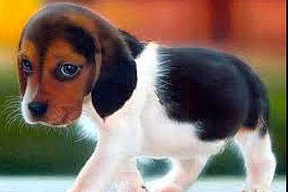 Angle is registered to the contest to win money with this photo: artois_hound, beagle, beagle_harrier, beaglier, canidae, carnivore, companion_dog, dog, dog_breed, estonian_hound, harrier, mammal, pocket_beagle, puppy, rare_breed_dog, scent_hound, serbian_tricolour_hound, snout, treeing_walker_coonhound, vertebrate