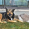 Orka participe au concours pour gagner de l'argent avec cette photo : dog, cat, grass, outdoor, pet, animal, relaxing, smiling, fluffy_cat, german_shepherd, window, glass_door, home, nature, sunny, portrait, side_by_side, resting, friendship, companion