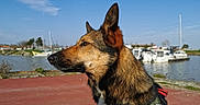 Orka a rejoint le concours — aidez-le/la à gagner de superbes lots ! animal, blue_sky, boats, calm, canine, daytime, dog, fur, harness, leash, marina, nature, outdoor, pet, portrait, profile, side_view, sky, sunny, waterfront