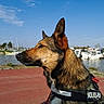 animal, blue_sky, boats, calm, canine, daytime, dog, fur, harness, leash, marina, nature, outdoor, pet, portrait, profile, side_view, sky, sunny, waterfront