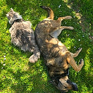 Orka a rejoint le concours — aidez-le/la à gagner de superbes lots ! cat, dog, grass, flowers, sunlight, outdoor, pet, animal, nature, relaxing, resting, fluffy, canine, feline, summer, greenery, peaceful, companion, laying, shadow