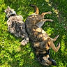 cat, dog, grass, flowers, sunlight, outdoor, pet, animal, nature, relaxing, resting, fluffy, canine, feline, summer, greenery, peaceful, companion, laying, shadow