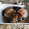 Orka a rejoint le concours — aidez-le/la à gagner de superbes lots ! animal, barn, collar, cozy, dog, floor, garden, german_shepherd, indoor, metal, pet, red_collar, resting, shed, shovel, sleeping, straw, tool, watering_can, wheelbarrow