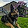 Orka