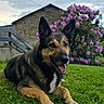 Orka participe au concours pour gagner de l'argent avec cette photo : dog, german_shepherd, grass, flower_bush, purple_flowers, stone_building, outdoor, pet, canine, nature, smiling, animal, fur, ears, tongue, daylight, cloudy_sky, greenery, resting, happy