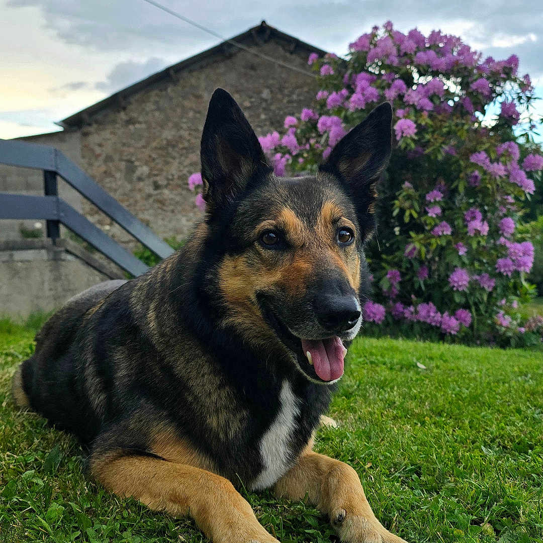 Orka