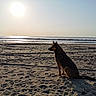 Orka a rejoint le concours — aidez-le/la à gagner de superbes lots ! animal, beach, calm, coast, dog, landscape, nature, ocean, outdoor, pet, quiet, sand, sea, serene, silhouette, sky, sun, sunlight, water, waves