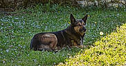 Orka a rejoint le concours — aidez-le/la à gagner de superbes lots ! dog, grass, flowers, outdoor, sunlight, stone_wall, nature, pet, canine, relaxing, greenery, spring, flora, animal, daytime, mammal, leisure, peaceful, resting, garden