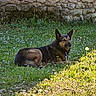 dog, grass, flowers, outdoor, sunlight, stone_wall, nature, pet, canine, relaxing, greenery, spring, flora, animal, daytime, mammal, leisure, peaceful, resting, garden