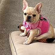 Chloe is registered to the contest to win money with this photo: animal, beige, companion, cushion, cute, dog, domestic_animal, ears_up, floor, french_bulldog, indoor, looking_at_camera, pet, pet_accessory, pink_harness, plush_toy, puppy, seated, short_hair, small_dog