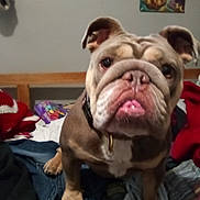 Jewels is registered to the contest to win money with this photo: bulldog, dog, pet, closeup, indoors, bed, blanket, clothes, window, curtains, painting, collar, tongue, wrinkles, floor, furniture, animal, canine, looking, portrait