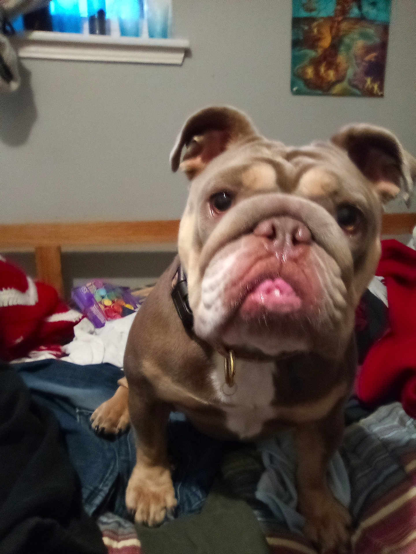 Jewels is registered to the contest to win money with this photo: bulldog, dog, pet, closeup, indoors, bed, blanket, clothes, window, curtains, painting, collar, tongue, wrinkles, floor, furniture, animal, canine, looking, portrait