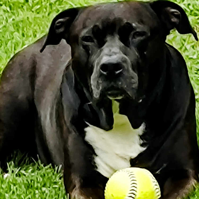 Ryder joined the competition — help win amazing prizes! animal, ball, baseball, baseballball, boxer, bulldog, canine, dog, football, grass, people, person, pet, plant, soccer, soccerball, sphere, sport, tennis, tennisball