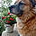 Hatchi