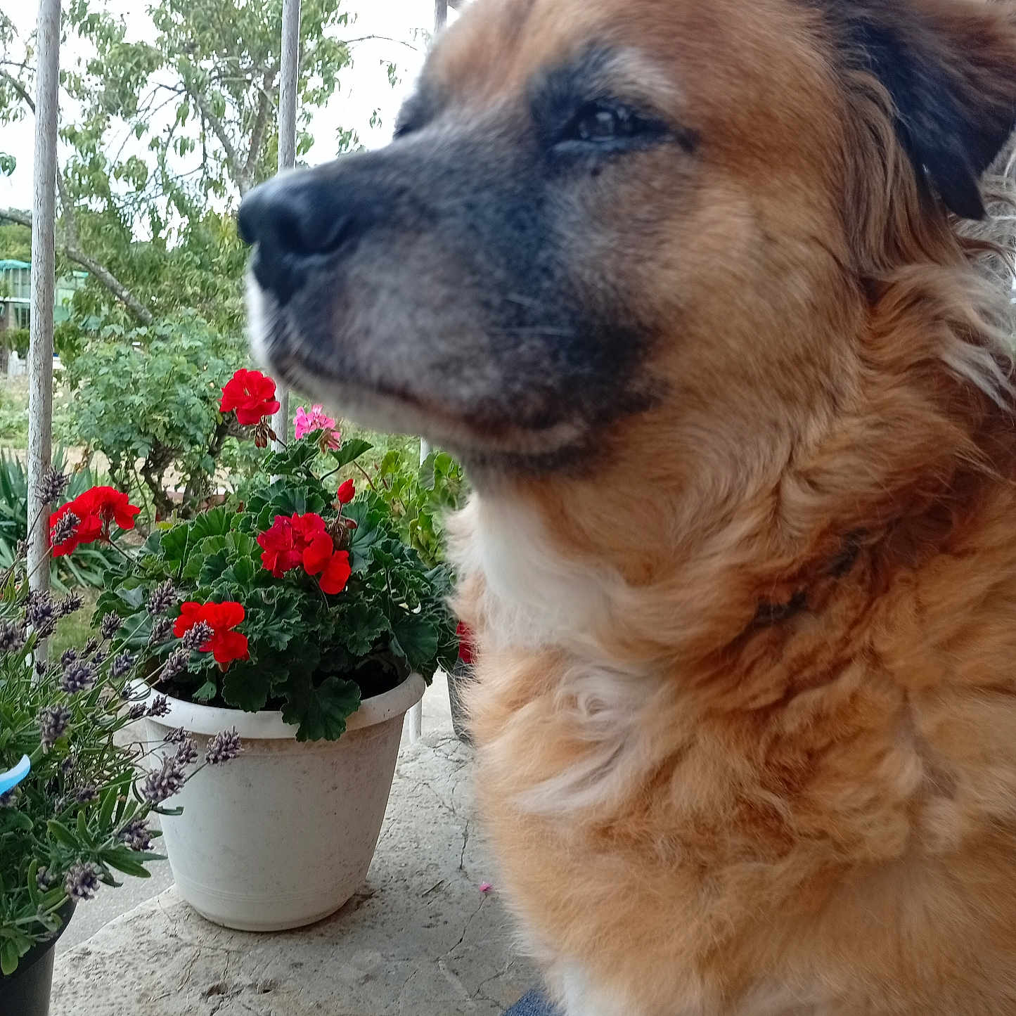 Hatchi a rejoint le concours — aidez-le/la à gagner de superbes lots ! brown_dog, calm, canine, close_up, concrete_floor, daylight, dog, flower_pot, fluffy, fur, garden, greenery, nature, outdoor, pet, plant, porch, red_flowers, relaxing, side_profile