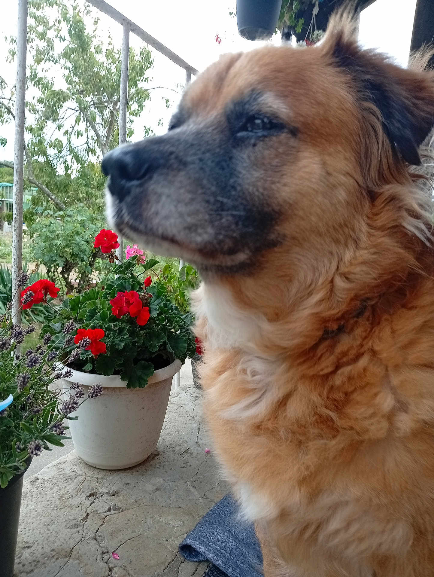 Hatchi a rejoint le concours — aidez-le/la à gagner de superbes lots ! dog, fluffy, pet, outdoor, flower_pot, red_flowers, porch, plant, nature, close_up, fur, brown_dog, side_profile, greenery, relaxing, calm, daylight, concrete_floor, garden, canine