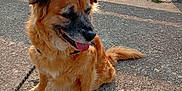 Hatchi a rejoint le concours — aidez-le/la à gagner de superbes lots ! dog, animal, pet, sitting, outdoor, concrete, railing, water, happy, tongue_out, sunlight, fur, nature, daylight, leash, pavement, smiling, canine, brown_fur, black_muzzle