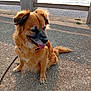dog, animal, pet, sitting, outdoor, concrete, railing, water, happy, tongue_out, sunlight, fur, nature, daylight, leash, pavement, smiling, canine, brown_fur, black_muzzle