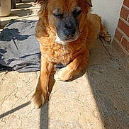 Hatchi participe au concours pour gagner de l'argent avec cette photo : dog, animal, pet, outdoor, sunlight, stone_floor, brick_wall, blanket, potted_plants, relaxed, fluffy, brown_fur, canine, sitting, shadow, daylight, nature, home, resting, close_up