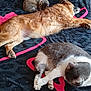 Hatchi a rejoint le concours — aidez-le/la à gagner de superbes lots ! dog, cat, sleeping, blanket, indoor, pet, fur, cozy, resting, animal, bed, black, pink, heart, curled, relaxation, companion, domestic, cute, napping
