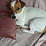 Hiro participe au concours pour gagner de l'argent avec cette photo : animal, brown, comfortable, companion, couch, cozy, cute, cute_pet, dog, domestic, fur, indoor, jack_russell_terrier, pet, pillow, relaxed, resting, sleepy, soft, white