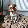 animal, blanket, brown_and_white, companion, cute, dog, domestic, ears, floor, happy, indoor, jack_russell_terrier, looking_at_camera, paw_print, pet, playful, radiator, sitting, toy, vase