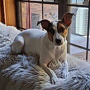 Holly joined the competition — help win amazing prizes! dog, one-eyed, window, fluffy_blanket, indoor, resting, white_dog, brown_patches, pet, relaxed, natural_light, fur, animal, domestic, cozy, home, portrait, side_view, ears_up, calm