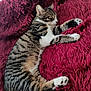 cat, tabby, sleeping, resting, fluffy_blanket, red_blanket, indoor, pet, feline, striped, white_paws, cozy, relaxed, fur, animal, cute, soft_texture, comfort, home, domestic_cat