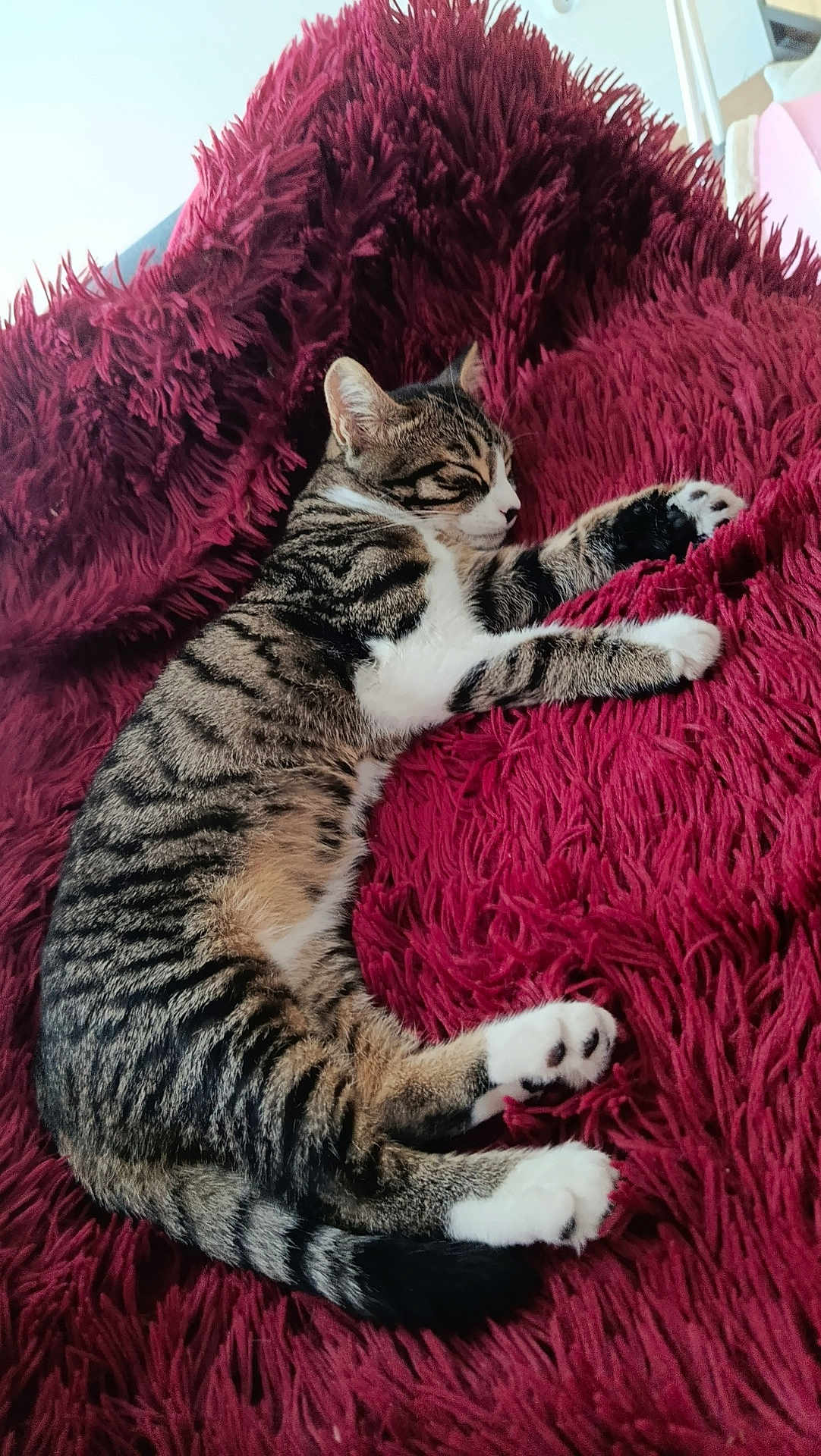 Eren a rejoint le concours — aidez-le/la à gagner de superbes lots ! cat, tabby, sleeping, resting, fluffy_blanket, red_blanket, indoor, pet, feline, striped, white_paws, cozy, relaxed, fur, animal, cute, soft_texture, comfort, home, domestic_cat