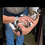 kitten, cat, tabby, person, hands, jeans, socks, floor, doorway, indoor, paw_pads, sleepy, casual, pet, animal, cute, feline, holding, relaxed, domestic